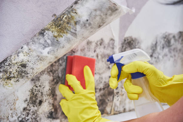 Biohazard Mold Removal in Chappaqua, NY